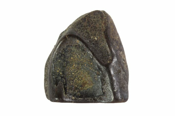 Triceratops Shed Tooth - Montana #93096